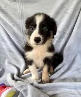 Precious , a female Australian Shepherd and Border Collie for sale in Dawsonville, GA – 2 of 2