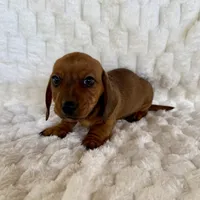 River, a male Miniature Dachshund for sale in Dawsonville, GA – Photo 2 of 3
