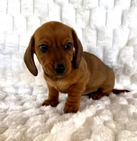 River, a male Miniature Dachshund for sale in Dawsonville, GA – Photo 1 of 3