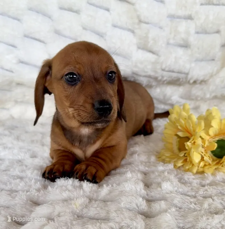 River – Miniature Dachshund puppy for sale in Dawsonville, GA