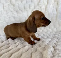 River, a male Miniature Dachshund for sale in Dawsonville, GA – Photo 3 of 3