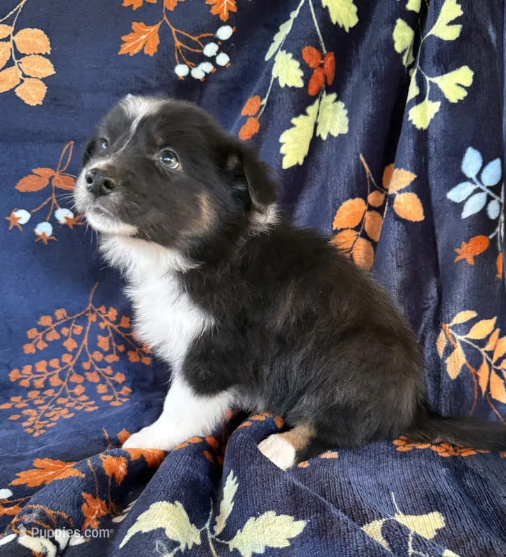 Little Peanut – Australian Shepherd, Border Collie puppy for sale in Dawsonville, GA