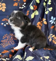 Little Peanut, a male Australian Shepherd and Border Collie for sale in Dawsonville, GA – 1 of 2