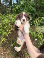 Cherry, a female Australian Shepherd and Border Collie for sale in Dawsonville, GA – Photo 3 of 3