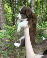 Cherry, a female Australian Shepherd and Border Collie for sale in Dawsonville, GA – Photo 2 of 3