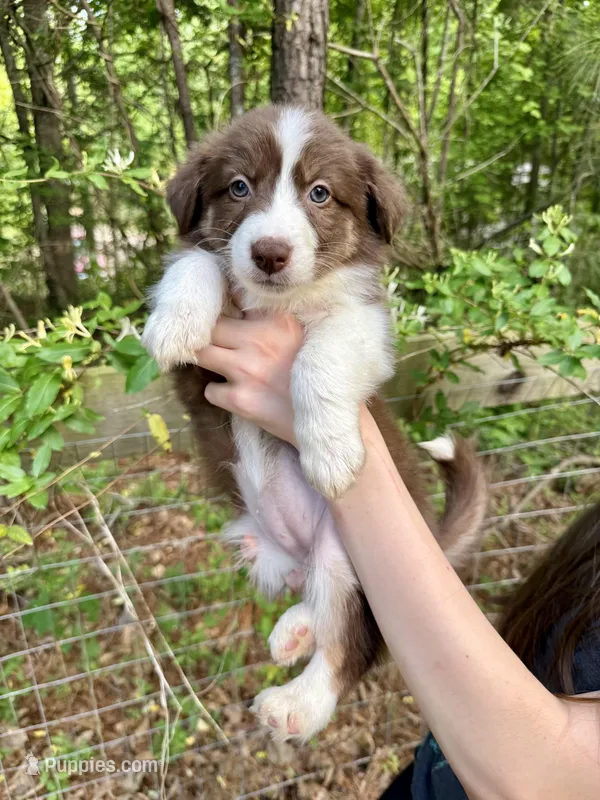 Cherry – Australian Shepherd, Border Collie puppy for sale in Dawsonville, GA