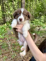 Cherry, a female Australian Shepherd and Border Collie for sale in Dawsonville, GA – Photo 1 of 3