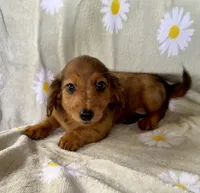 Bella, a female Miniature Dachshund for sale in Dawsonville, GA – 2 of 4