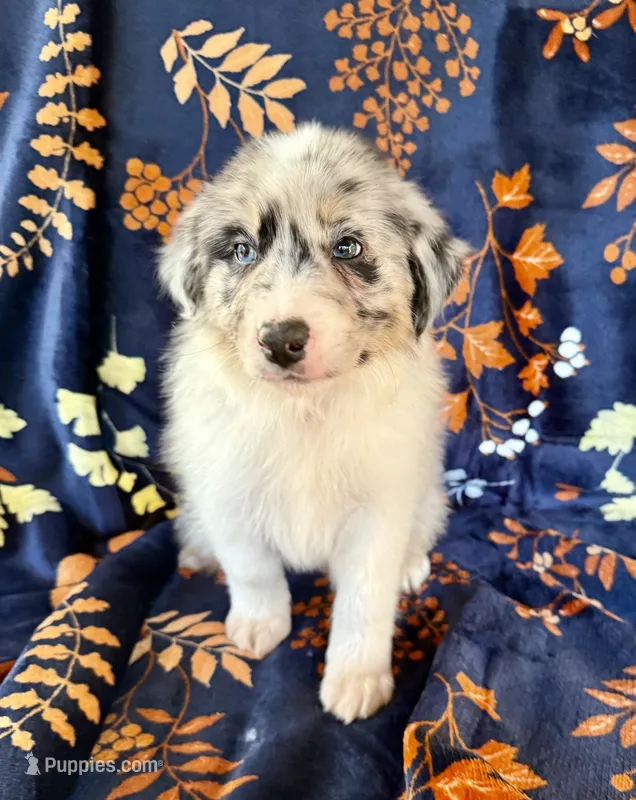 Dakota – Australian Shepherd, Border Collie puppy for sale in Dawsonville, GA