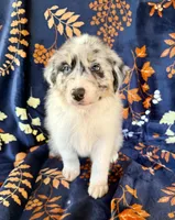 Dakota, a male Australian Shepherd and Border Collie for sale in Dawsonville, GA – 1 of 2