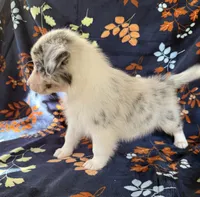 Austin, a male Australian Shepherd and Border Collie for sale in Dawsonville, GA – 2 of 2