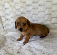 River, a male Chihuahua and Miniature Dachshund for sale in Dawsonville, GA – 1 of 2
