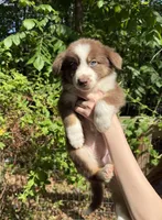 Ginger, a female Australian Shepherd and Border Collie for sale in Dawsonville, GA – Photo 2 of 3