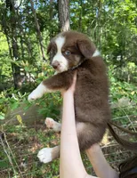Ginger, a female Australian Shepherd and Border Collie for sale in Dawsonville, GA – Photo 3 of 3