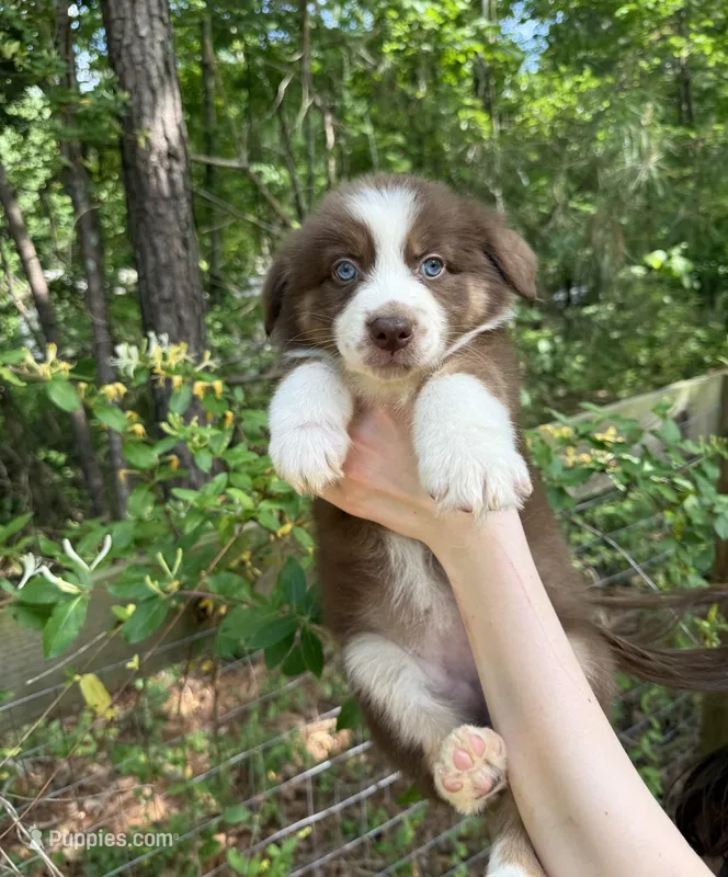 Ginger – Australian Shepherd, Border Collie puppy for sale in Dawsonville, GA