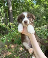 Ginger, a female Australian Shepherd and Border Collie for sale in Dawsonville, GA – Photo 1 of 3