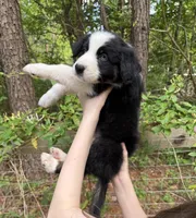 Milo, a male Australian Shepherd and Border Collie for sale in Dawsonville, GA – Photo 2 of 2