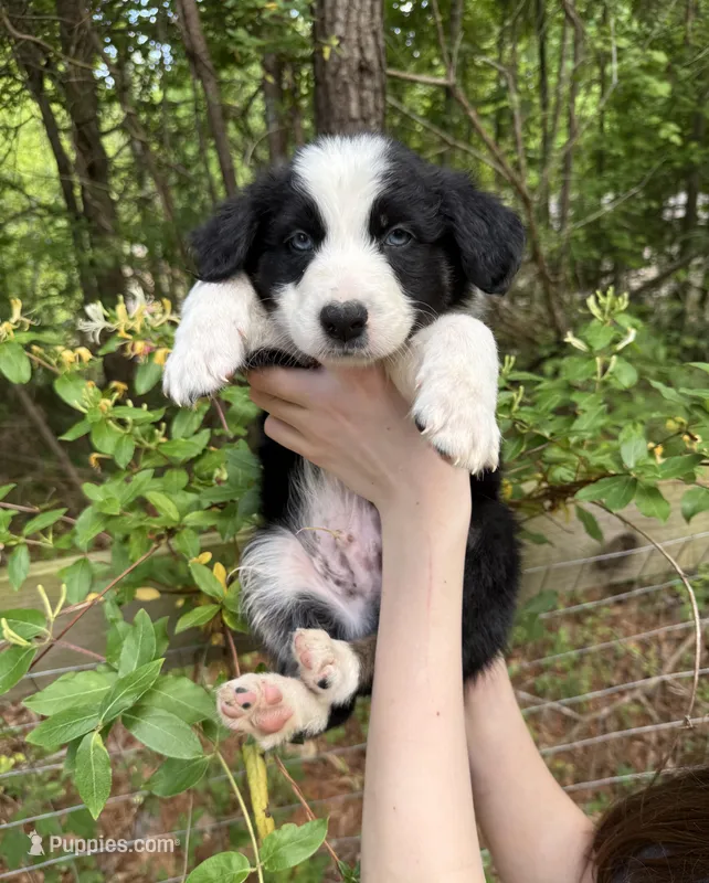 Milo – Australian Shepherd, Border Collie puppy for sale in Dawsonville, GA