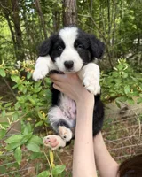 Milo, a male Australian Shepherd and Border Collie for sale in Dawsonville, GA – Photo 1 of 2
