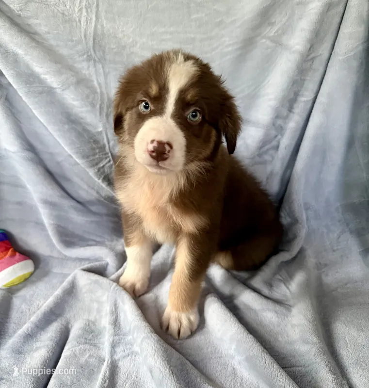 Pumpkin – Australian Shepherd, Border Collie puppy on hold in Dawsonville, GA