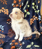 Dallas, a male Australian Shepherd and Border Collie for sale in Dawsonville, GA – 3 of 3