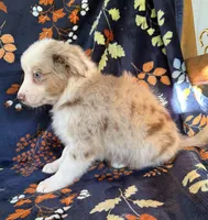 Dallas, a male Australian Shepherd and Border Collie for sale in Dawsonville, GA – 2 of 3