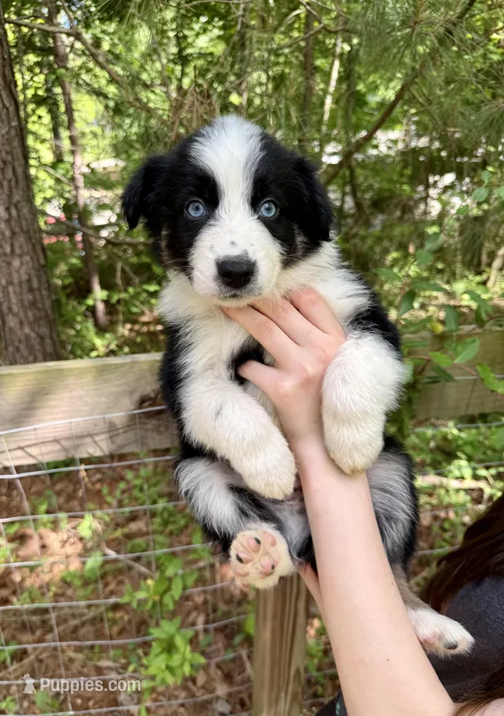 Cooper – Australian Shepherd, Border Collie puppy for sale in Dawsonville, GA