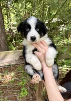 Cooper, a male Australian Shepherd and Border Collie for sale in Dawsonville, GA – Photo 1 of 2