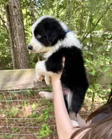 Cooper, a male Australian Shepherd and Border Collie for sale in Dawsonville, GA – Photo 2 of 2