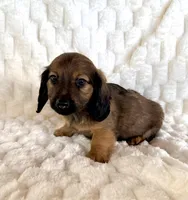 Forest, a male Miniature Dachshund for sale in Dawsonville, GA – Photo 1 of 2