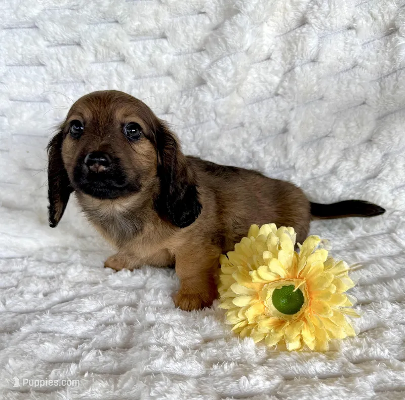 Forest – Miniature Dachshund puppy for sale in Dawsonville, GA