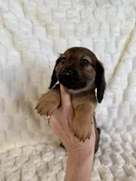 Forest, a male Miniature Dachshund for sale in Dawsonville, GA – Photo 2 of 2