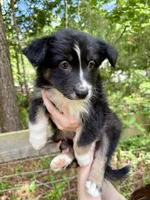 Finn, a male Australian Shepherd and Border Collie for sale in Dawsonville, GA – Photo 3 of 3