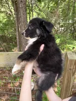 Finn, a male Australian Shepherd and Border Collie for sale in Dawsonville, GA – Photo 2 of 3