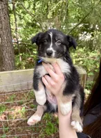 Finn, a male Australian Shepherd and Border Collie for sale in Dawsonville, GA – Photo 1 of 3