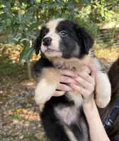Autumn, a female Australian Shepherd and Border Collie for sale in Dawsonville, GA – 1 of 3
