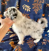 Dakota, a male Australian Shepherd and Border Collie for sale in Dawsonville, GA – 2 of 2