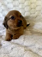 Bear, a male Chihuahua and Miniature Dachshund for sale in Dawsonville, GA – 2 of 2