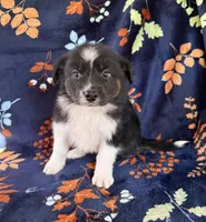 Little Peanut, a male Australian Shepherd and Border Collie for sale in Dawsonville, GA – 2 of 2