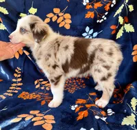 Sedona, a female Australian Shepherd and Border Collie for sale in Dawsonville, GA – 2 of 2