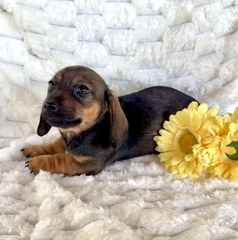 Lily  – Miniature Dachshund puppy for sale in Dawsonville, GA