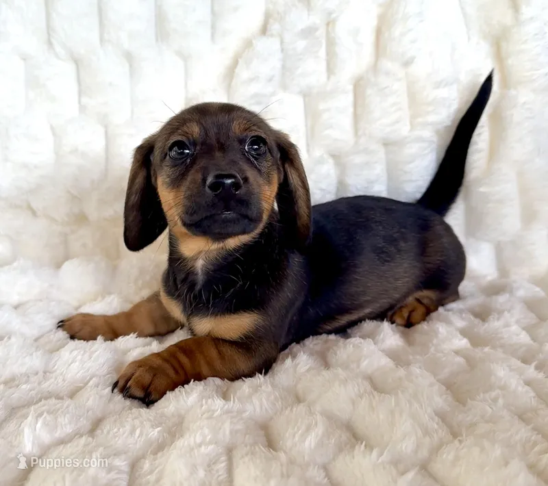 Lily  – Miniature Dachshund puppy for sale in Dawsonville, GA