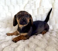 Lily , a female Miniature Dachshund for sale in Dawsonville, GA – Photo 1 of 2