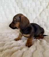 Lily , a female Miniature Dachshund for sale in Dawsonville, GA – Photo 2 of 2