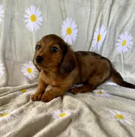 Bella, a female Miniature Dachshund for sale in Dawsonville, GA – 3 of 4