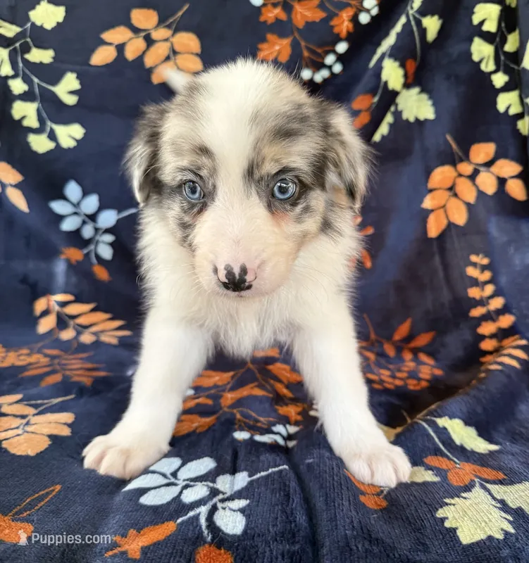 Austin – Australian Shepherd, Border Collie puppy for sale in Dawsonville, GA