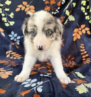 Austin, a male Australian Shepherd and Border Collie for sale in Dawsonville, GA – 1 of 2