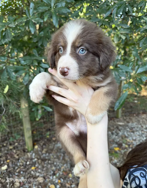 Pumpkin – Australian Shepherd, Border Collie puppy for sale in Dawsonville, GA