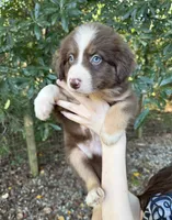 Pumpkin, a female Australian Shepherd and Border Collie for sale in Dawsonville, GA – 1 of 2