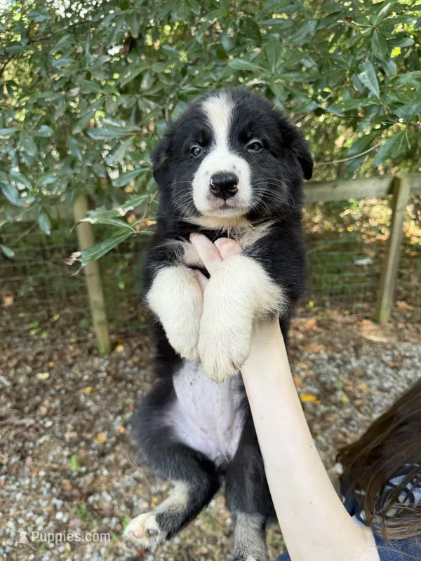 Amber – Australian Shepherd, Border Collie puppy for sale in Dawsonville, GA